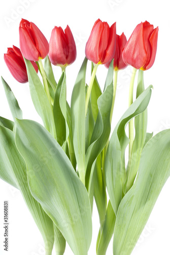 Bunch of Red Tulips Isolated on White