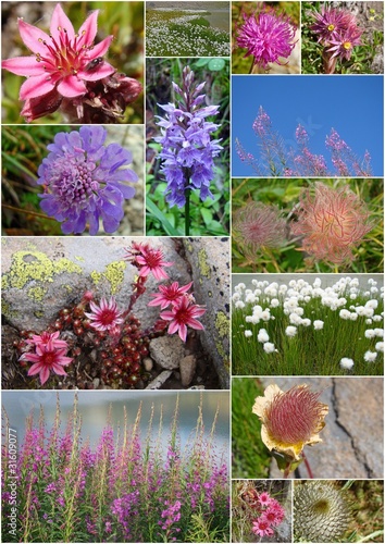 Flore sauvage des Alpes photo