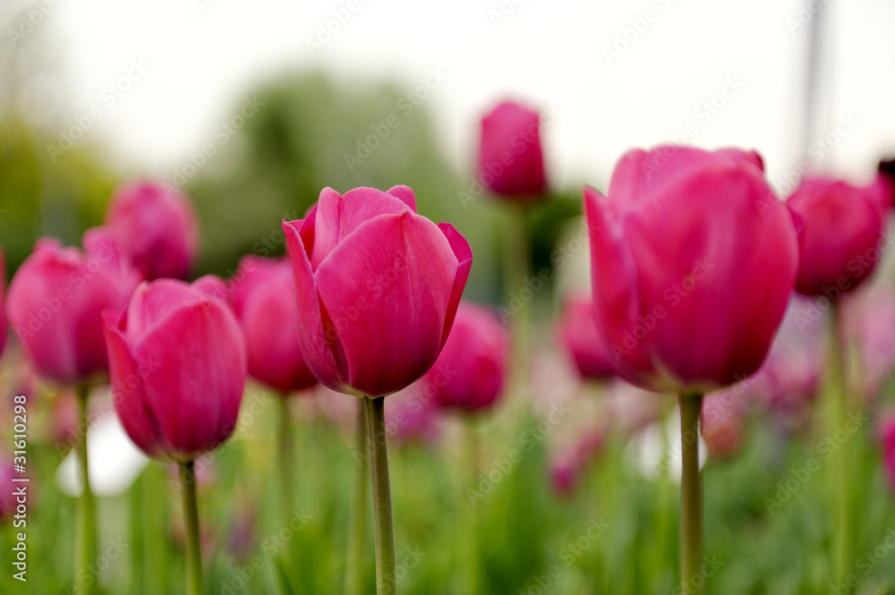 Fototapeta premium Tulipe