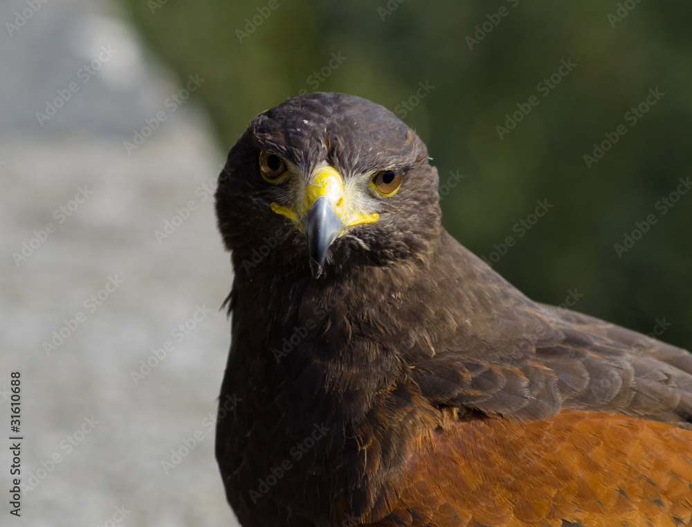 Sguardo animale Sguardo animale