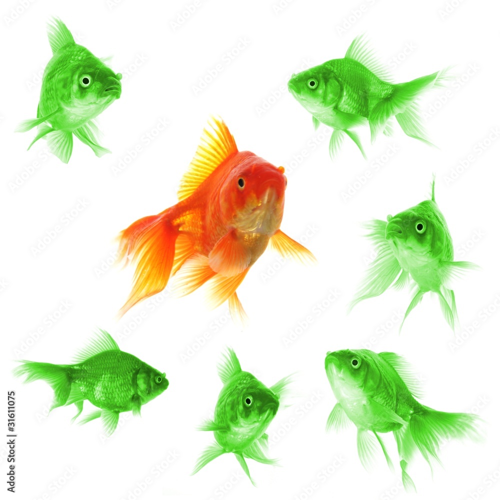 Fototapeta premium goldfish