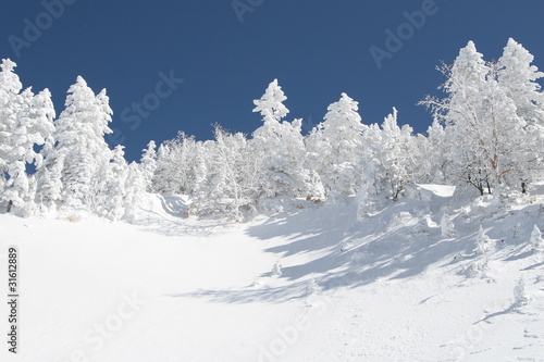 snow tree photo