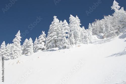 snow tree photo