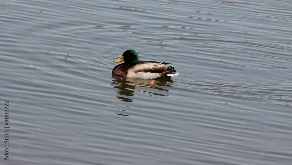 Mallard Swimming