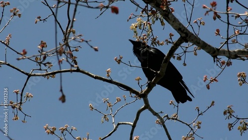 crow gathering twigs