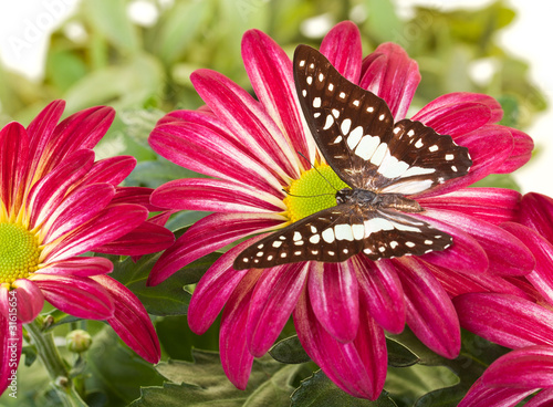 Common Jay Butterfly