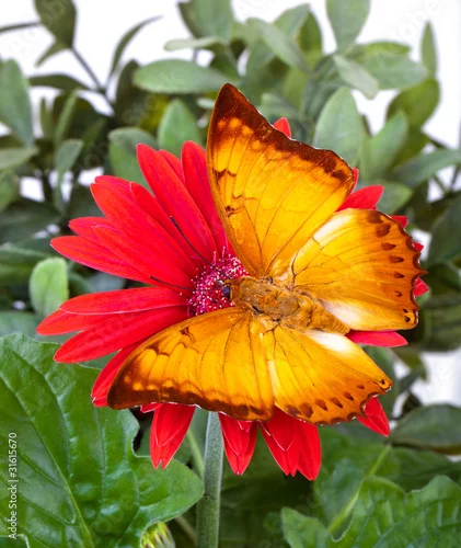Fototapeta Charaxes distanti Butterfly