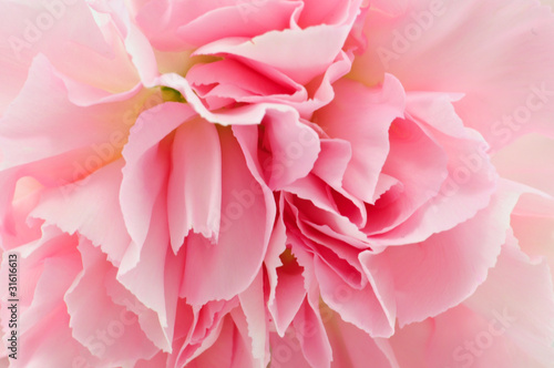 Pink Carnation Isolated on white background © just2shutter