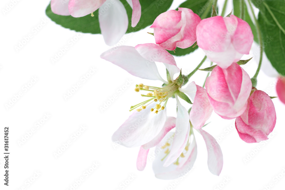 Obraz premium Spring blossom with copy space