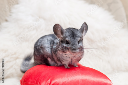 Male chinchilla