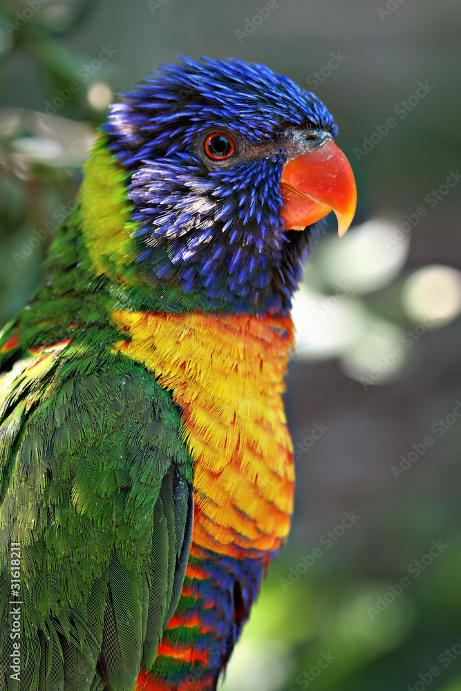 Naklejka premium Rainbow Lori Parrot portrait