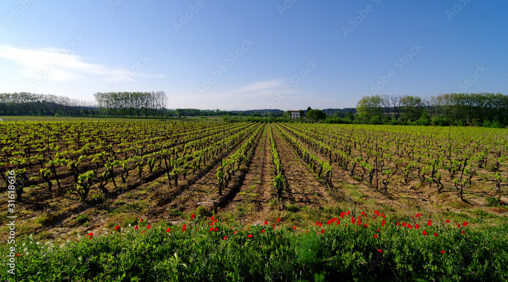 coquelicots vignes des corbières