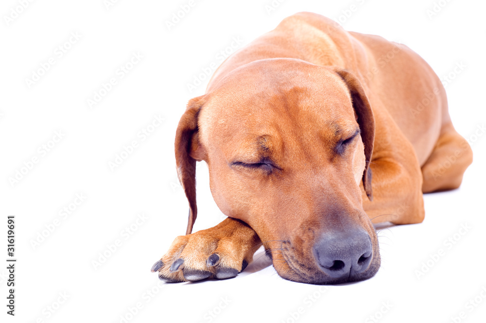 cute dog sleeping isolated on white background cute dog sleeping isolated on white background