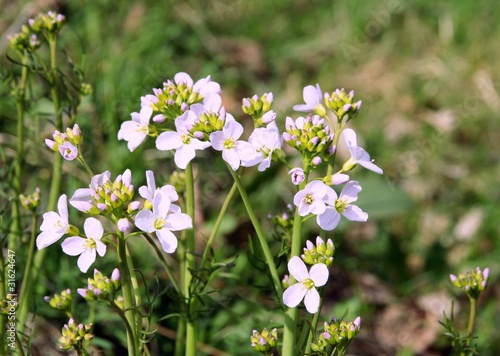 wild watercress withn lila flowers