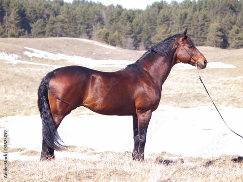 exterior of trakehner horse in the spring field