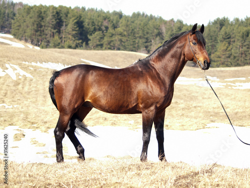 exterior of trakehner horse in the spring field