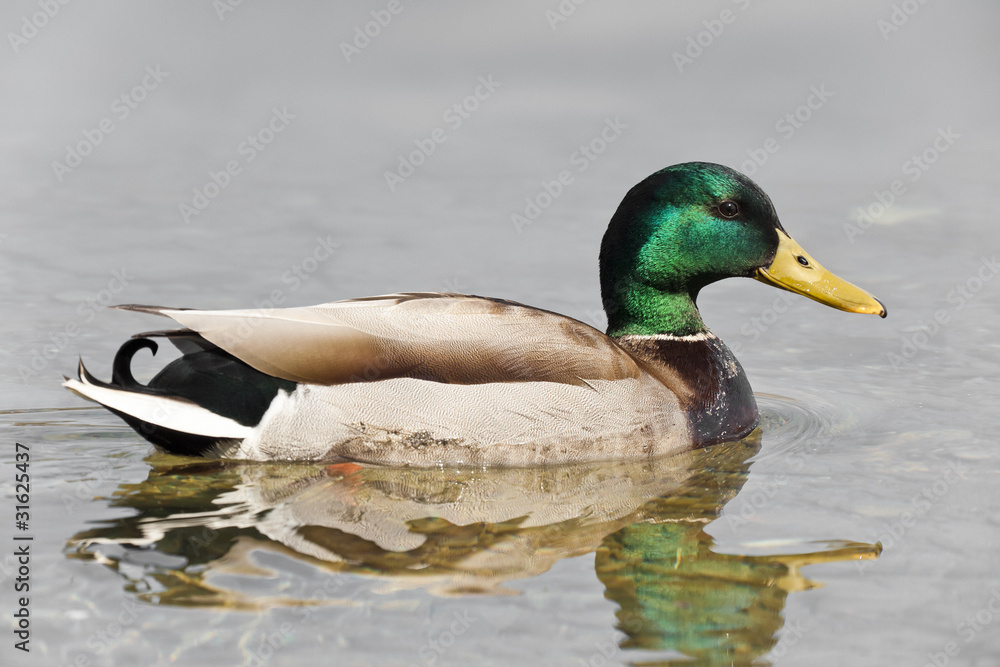 Obraz premium mallard