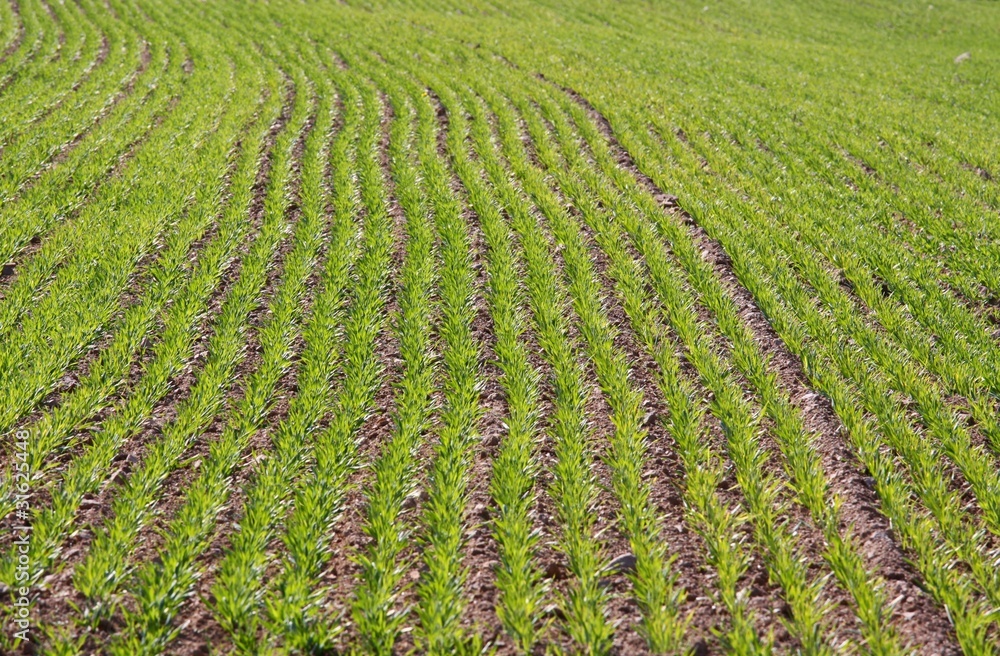 spring field spring field