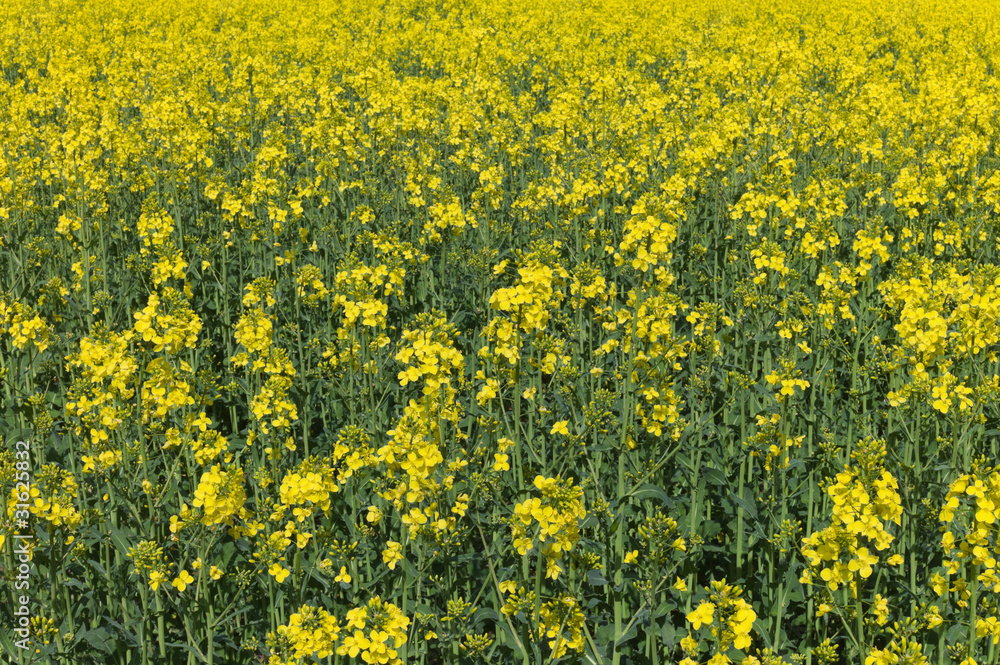 Obraz premium oil seed rape
