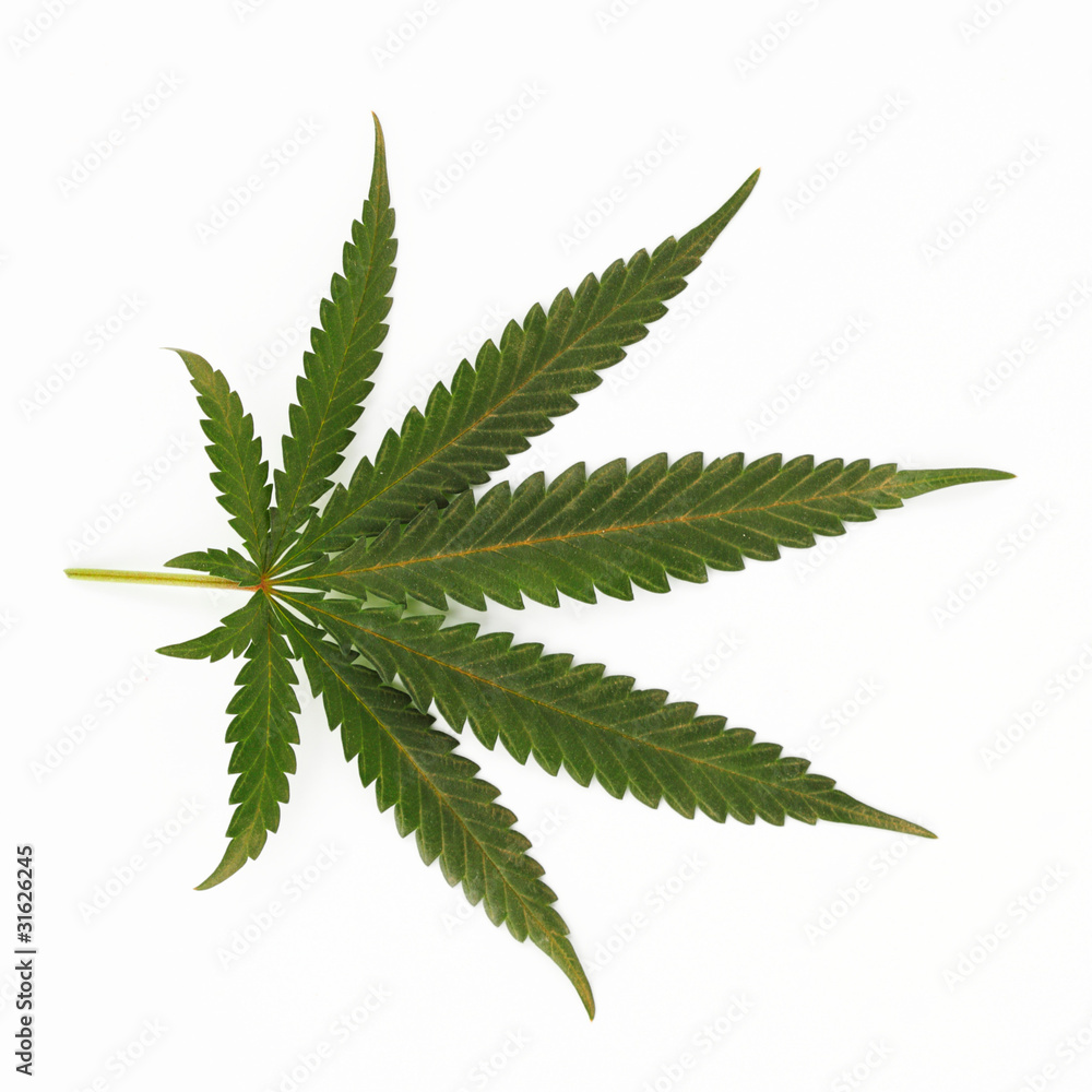 cannabis leaf cannabis leaf