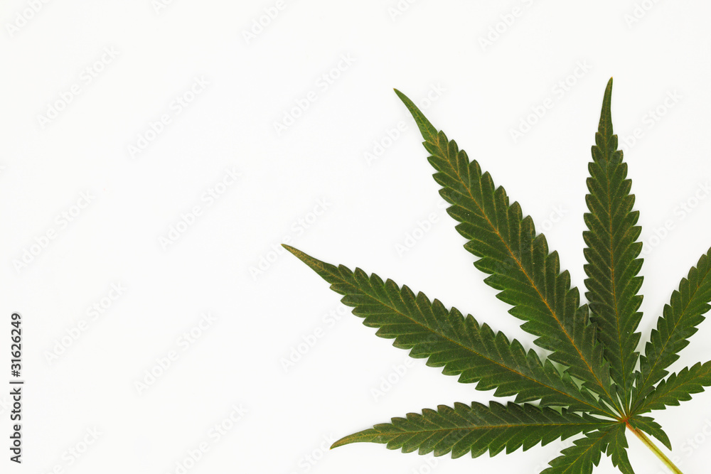 cannabis leaf cannabis leaf