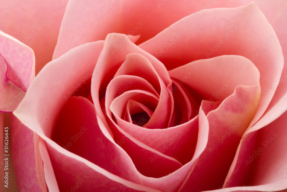 Pink Rose Pink Rose