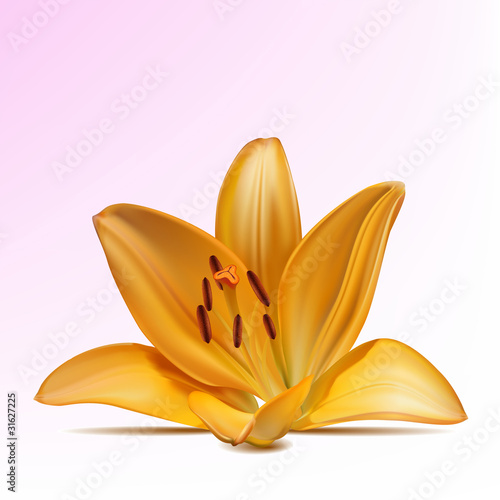 Photo-realistic vector beautiful yellow lily