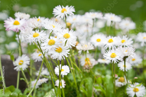 Bright daisy field in spring