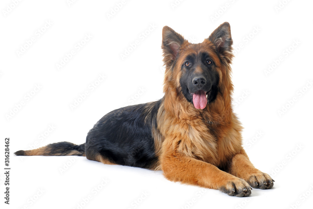 berger allemand couché berger allemand couché