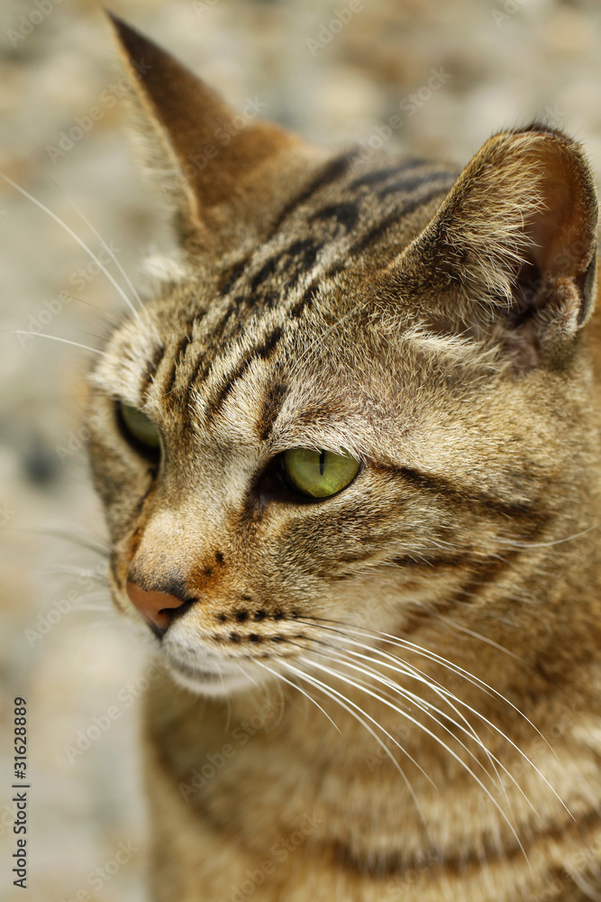 Cat with sharp eyesight