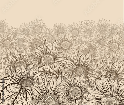 Sepia sunflowers field