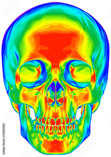 Thermal human skull - isolated on white background