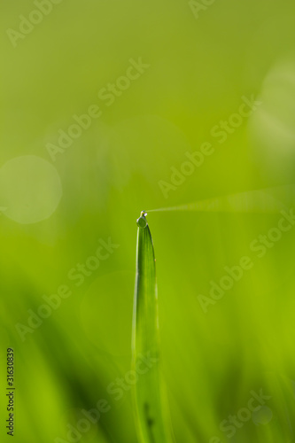Grass with water drops in morning