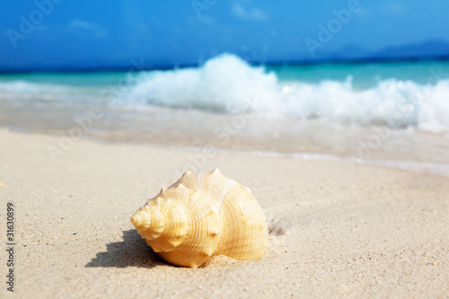 seashell on the beach © Iakov Kalinin