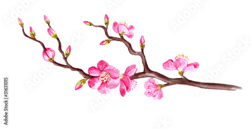 Sakura Branch