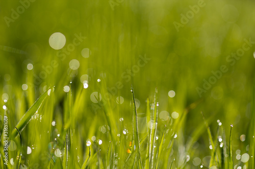 Fototapeta Naklejka Na Ścianę i Meble -  Grass with water drops in morning