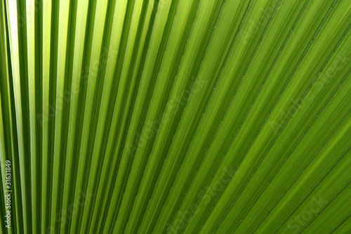 Palmenblatt Hintergrund
