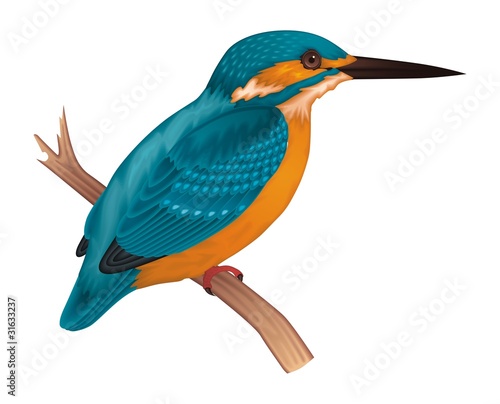 Obraz na plátne Kingfisher Vector