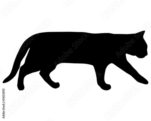 Katze laufen