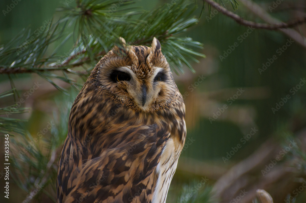 owl owl