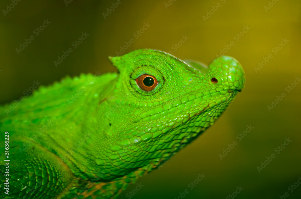 Naklejka premium Nosed lizard. Sri Lanka.
