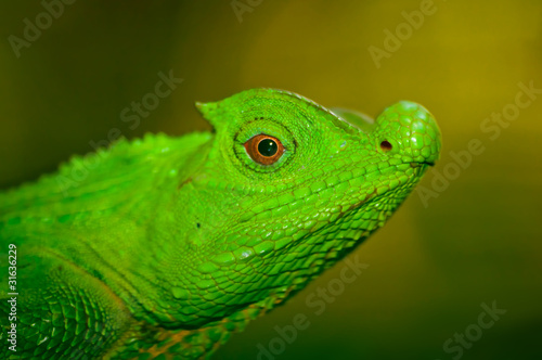 Nosed lizard. Sri Lanka.