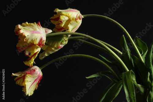 Tulips Flaming Parrot spring