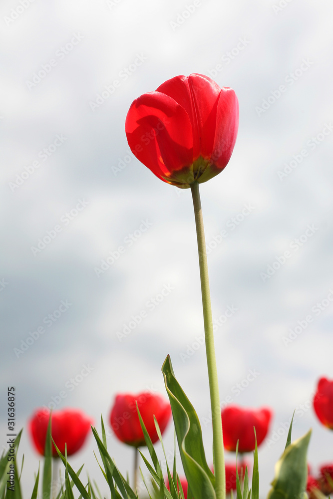 Obraz premium Red tulip flower