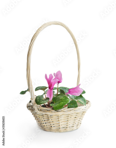 Pink cyclamen flower in basket