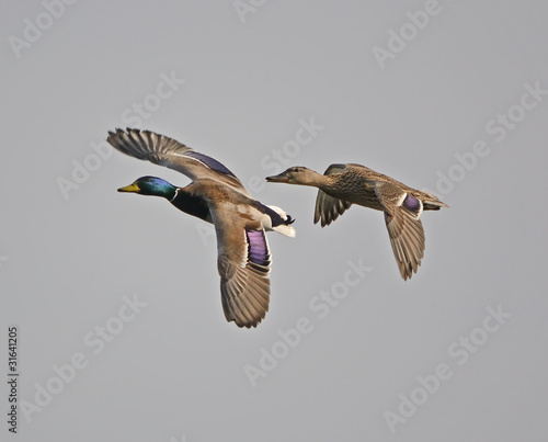 Male and Female Mallard in Flight