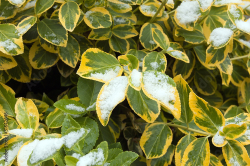 Euonymus fortune