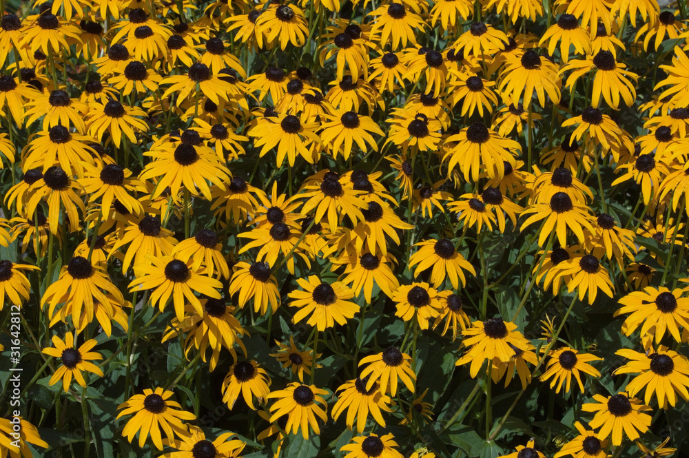 Rudbeckia Rudbeckia