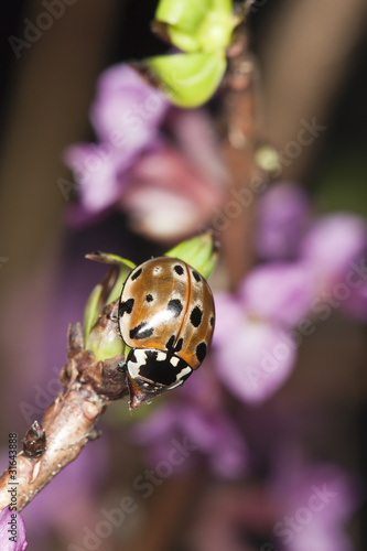 Eyed ladybug (Anatis occelata) photo