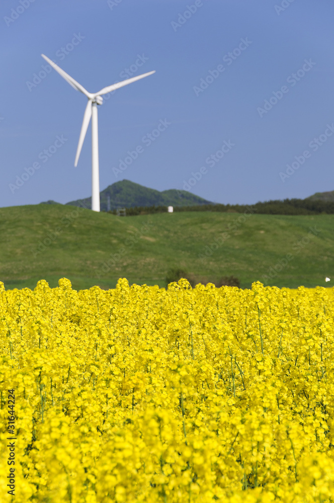菜の花畑と風車